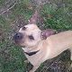 Kutya Pitbull terrier