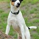 Kutya Parson Jack Russel