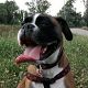Kutya Boxer