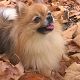 Kutya Spitz
