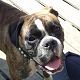 Kutya Boxer
