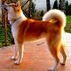 Kutya Akita inu