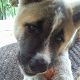 Kutya Akita inu