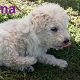 Kutya Komondor