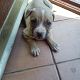 Kutya Pitbull terrier