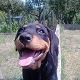 Kutya Rottweiler