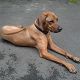 Kutya Rhodesian Ridgeback