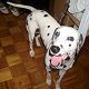 Kutya Dalmata