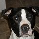 Kutya Pitbull terrier