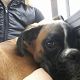 Kutya Boxer