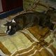 Kutya Boxer