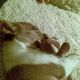 Kutya Jack Russel terrier