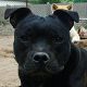Kutya Staffordshire bullterrier