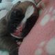 Kutya Boxer