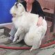 Kutya Kuvasz