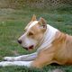 Kutya Pitbull terrier