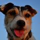 Kutya Jack Russel terrier