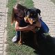Kutya Rottweiler