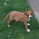 Kutya Staffordshire bullterrier