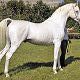 Nagyemlős Ló: Arab telivér