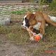 Kutya Boxer