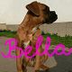 Kutya Boxer