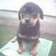 Kutya Rottweiler