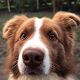 Kutya Border collie