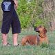 Kutya Rhodesian Ridgeback