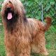 Kutya Briard