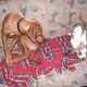 Kutya Rhodesian Ridgeback