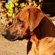 Kutya Rhodesian Ridgeback