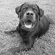 Kutya Rottweiler