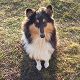 Kutya Collie