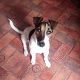 Kutya Jack Russel terrier