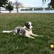 Kutya Border collie