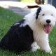 Kutya Bobtail
