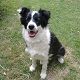 Kutya Border collie