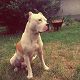 Kutya Pitbull terrier