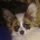 Kutya Papillon