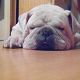 Kutya Bulldog