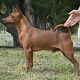 Kutya Pinscher