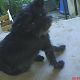 Kutya Schnauzer