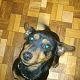 Kutya Pinscher