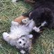 Kutya Coton de tulear