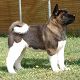 Kutya Akita inu