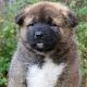Kutya Akita inu
