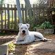 Kutya Pitbull terrier