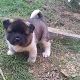 Kutya Akita inu