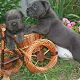 Kutya Cane corso